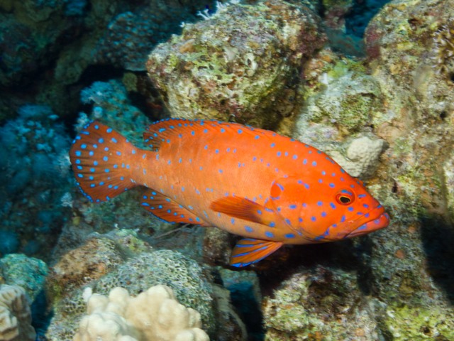 Cephalopholis Oligosticta
